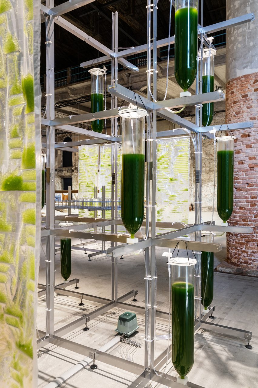 Vertical garden growing algae