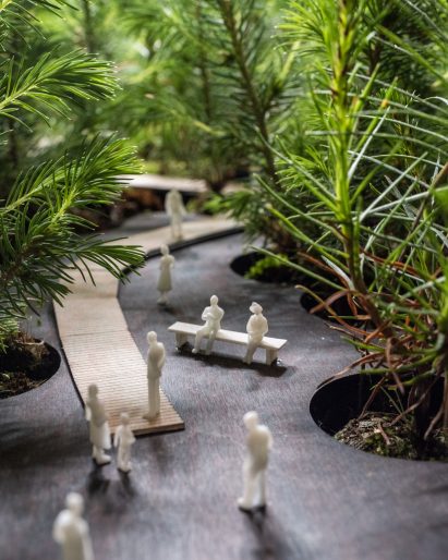 Close up of pine seedlings planted by EFFEKT