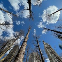 Ghost Forest by Maya Lin