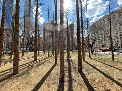 Ghost Forest is a set of dead cedar trees