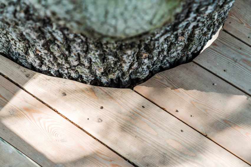 Planks of ash wood cut around a tree trunk