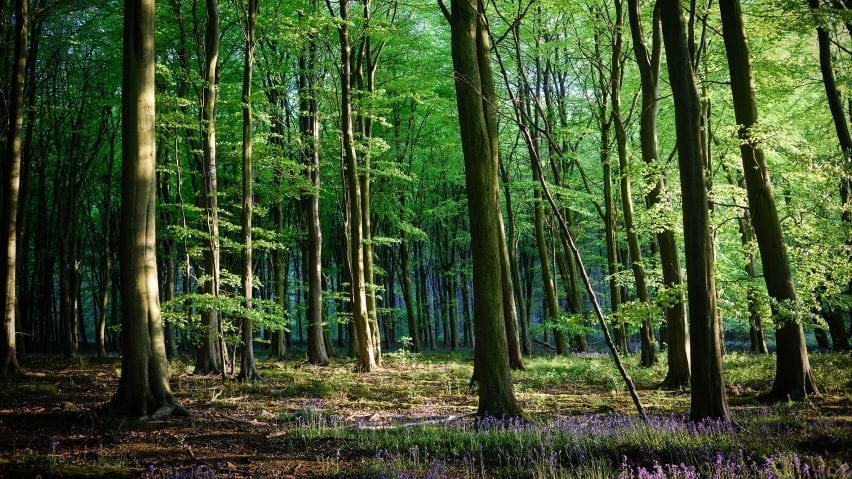 Woodland in the UK