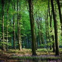Woodland in the UK