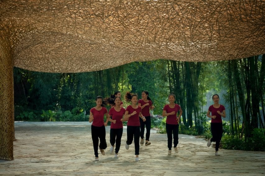 Light filters through the bamboo