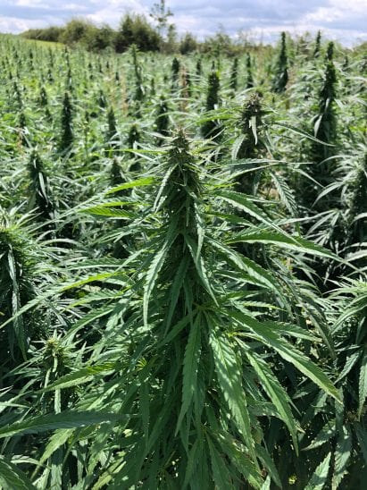 Hemp