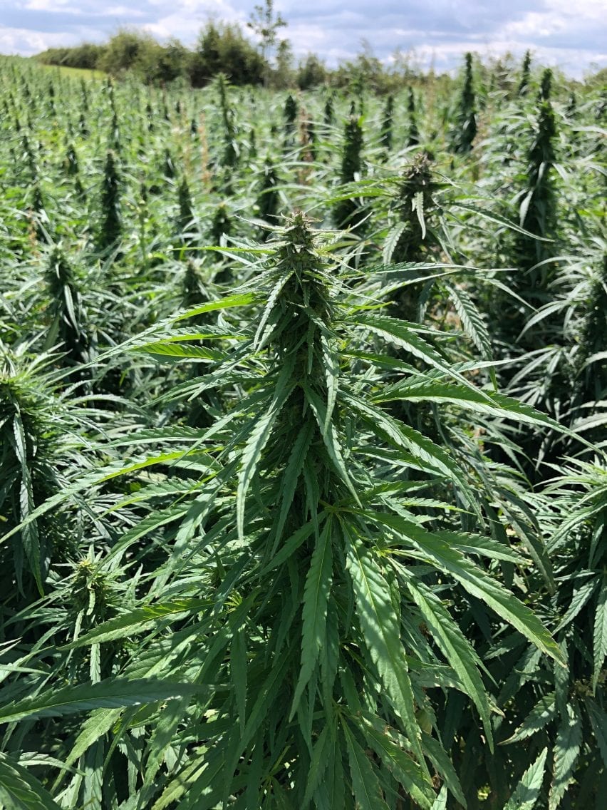 Hemp