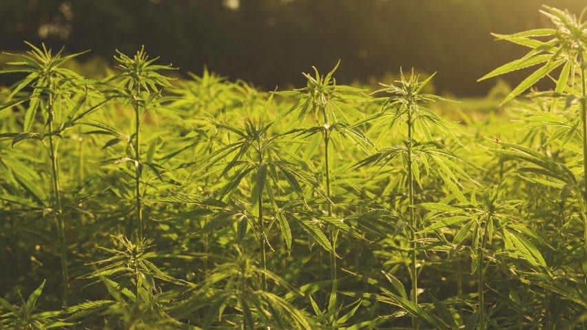 Industrial hemp plantation