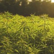 Industrial hemp plantation