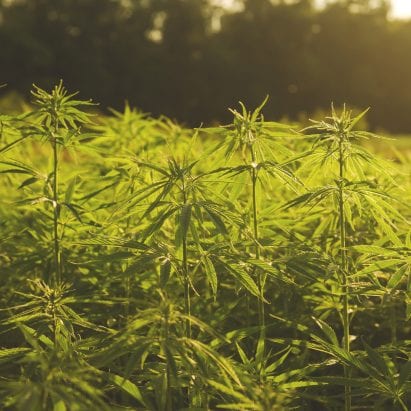 Industrial hemp plantation