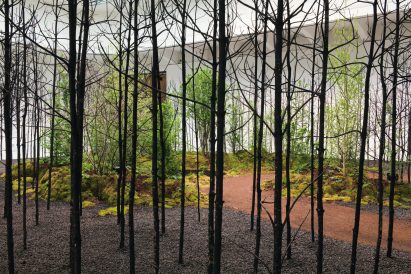 Dead pine trees and living plants in Invocation for Hope
