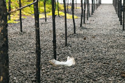 Burned pine trees in a museum installation on climate change