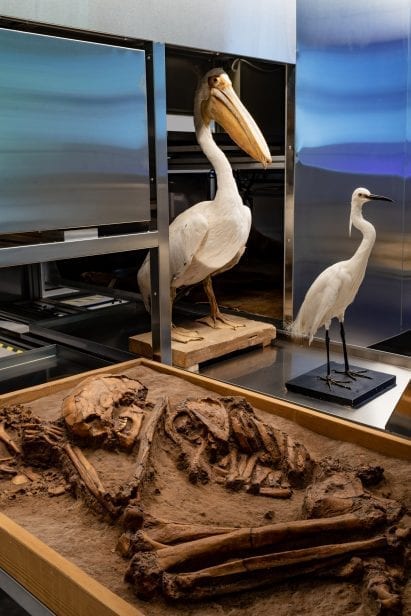 Taxidermy from a Tel Aviv museum at the Israel Pavilion