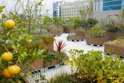 A roofgarden grows lemons and plants