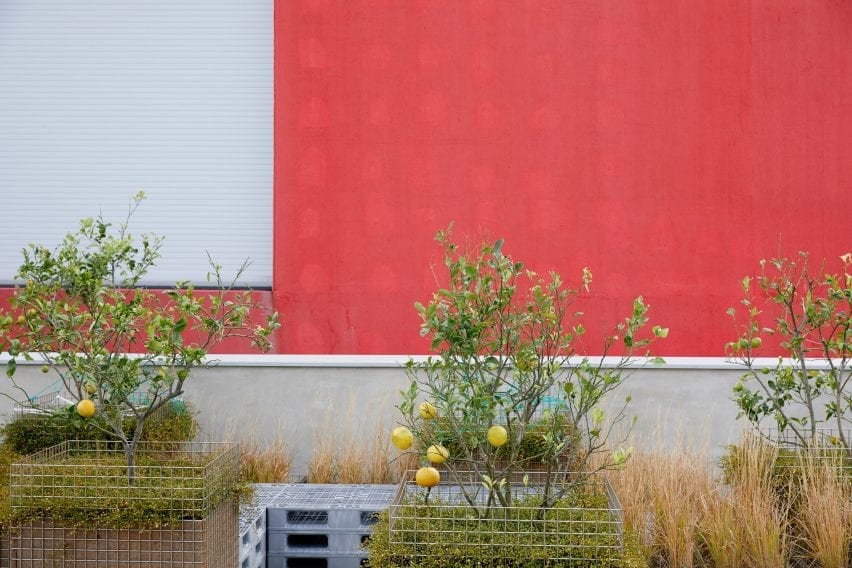 Plants grow on the terrace