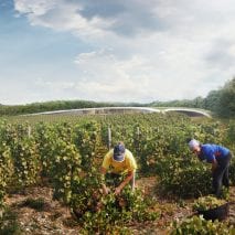 A visual of a vineyard