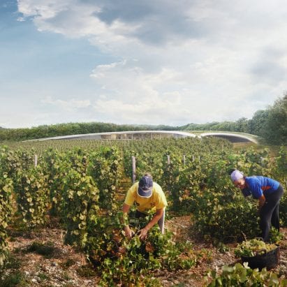 A visual of a vineyard