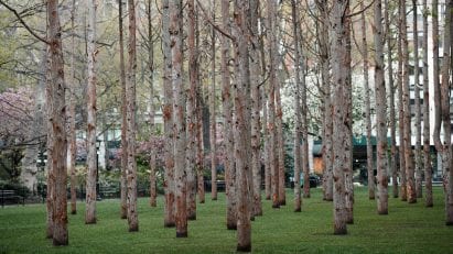 Ghost Forest in New York, USA, by Maya Lin