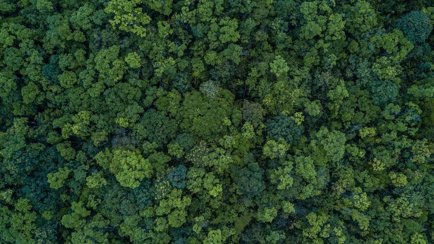 Aerial view of forest