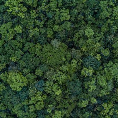 Aerial view of forest