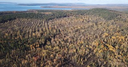 Aerial view of a Siberian forest