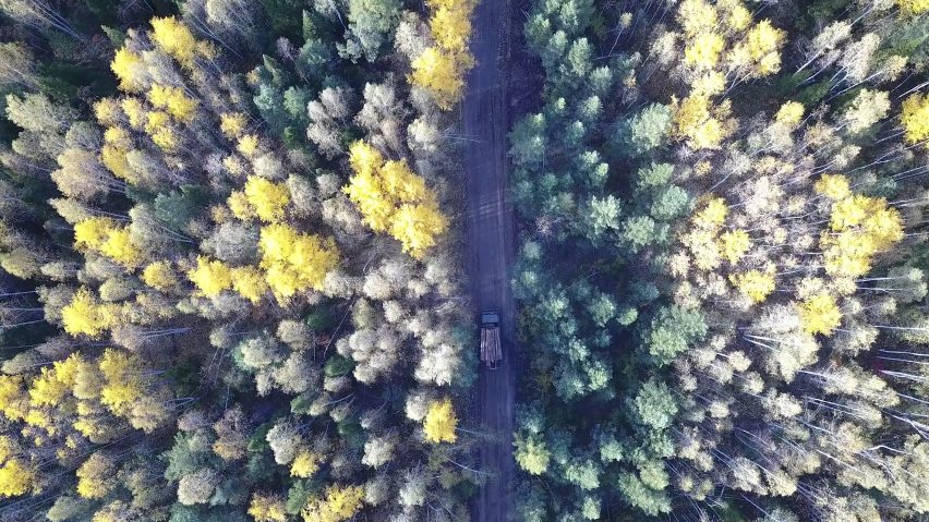 a truck carrying wood through a forest