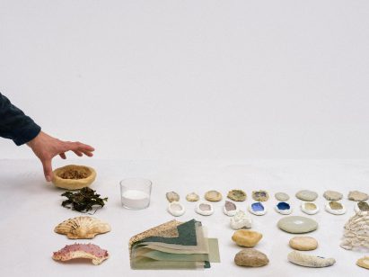 Different types of seashell