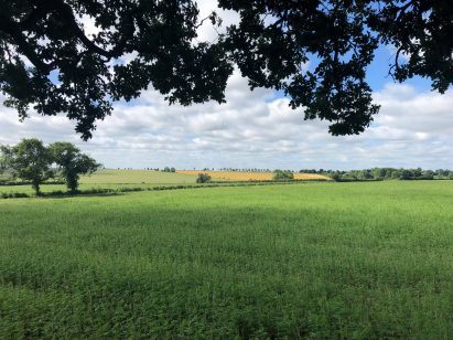 picture of a hemp field