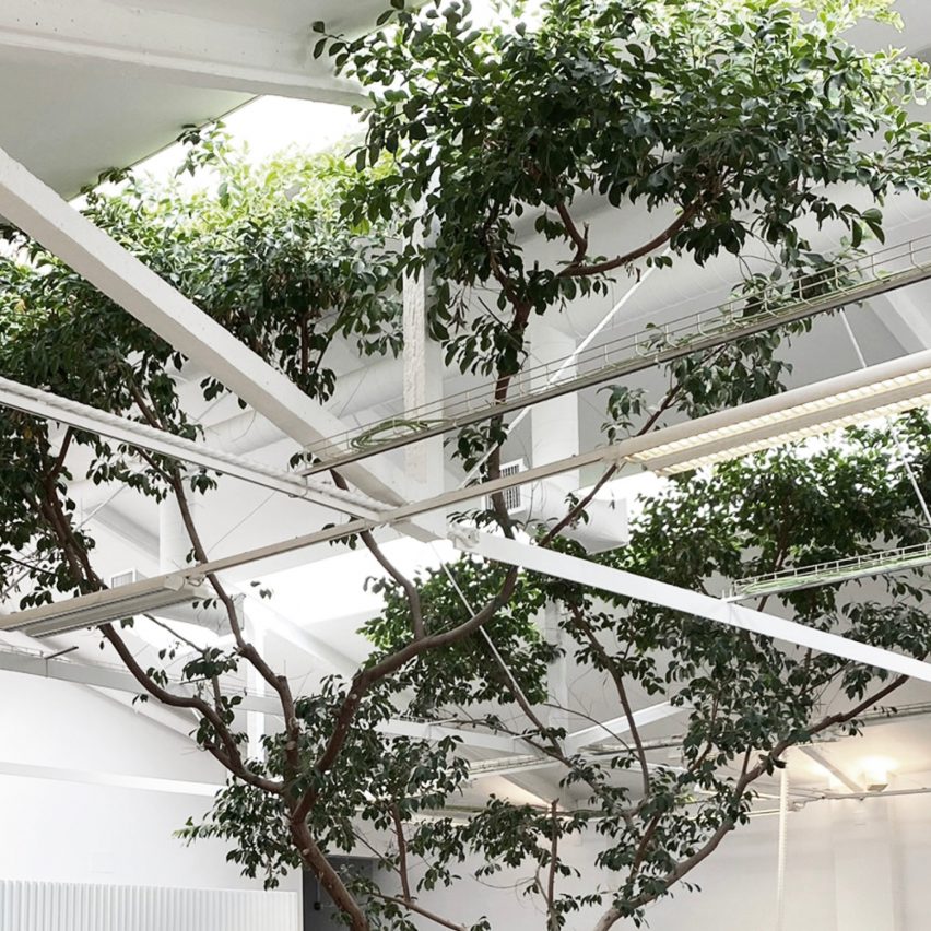 Ficus Office