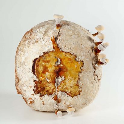 RUM_A by Clara Acioli from Driving the Human: 21 visions for Eco-social Renewal exhibition