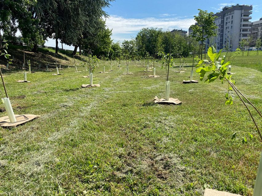 Tree planted in Parco dei Fontanili