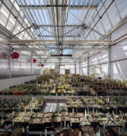 Plants thriving in the facility's greenhouse