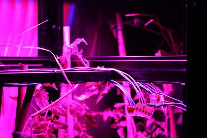 Server powered using tomato plants by Ilja Schamle