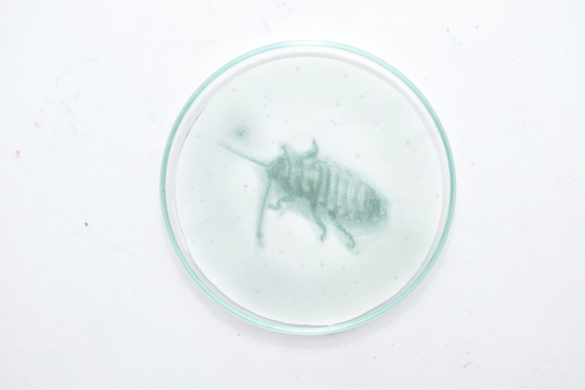 Phytoprinting by Luis Undritz