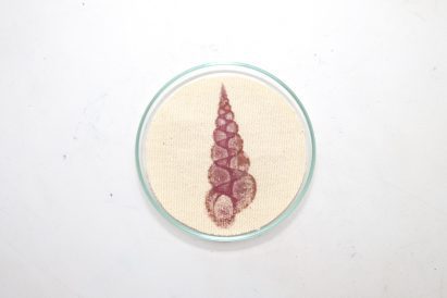 A shell design on fabric