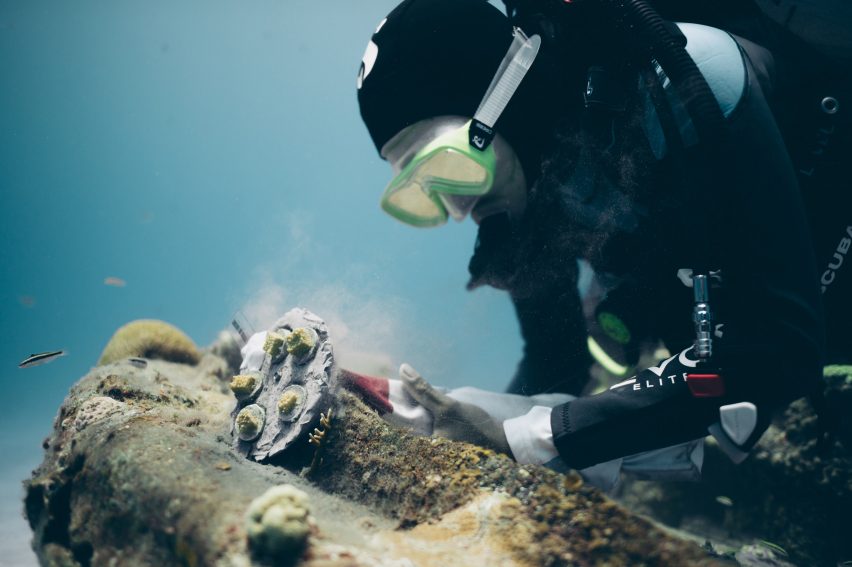 A diver grows coral underwater