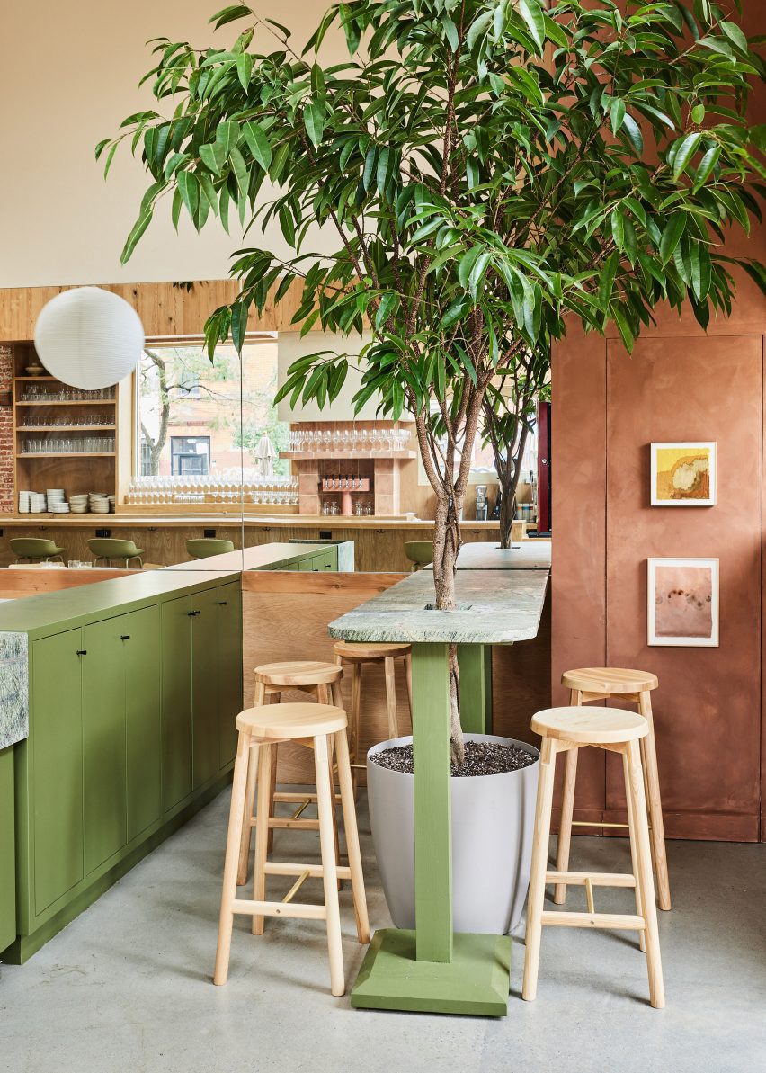 Bar counter with ficus tree growing through