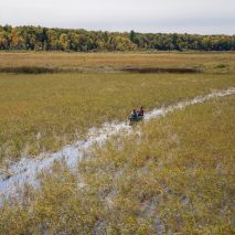 Wild rice harvesting in a field