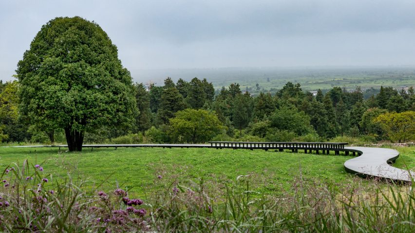 A decked path surrounds a large tree