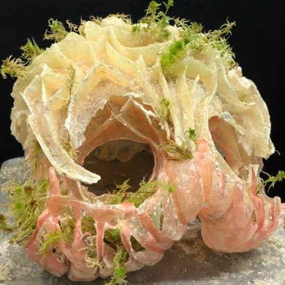 Underwater flora by Biota Beings