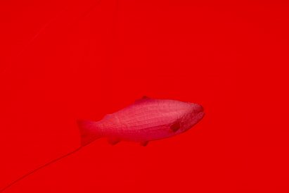 Salmon: A Red Herring