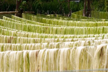 Fique fibres drying