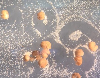 Xenobots in a petri dish with tiny frog stem cells