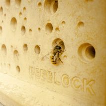 Bee on Bee Block by Green&Blue