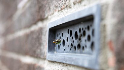 Bee flying into concrete Bee Brick by Green&Blue