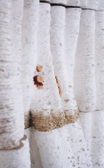 Close-up of reishi mushrooms growing on a column made by Blast Studio