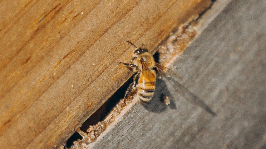 Honey bee on a wooden backdrop