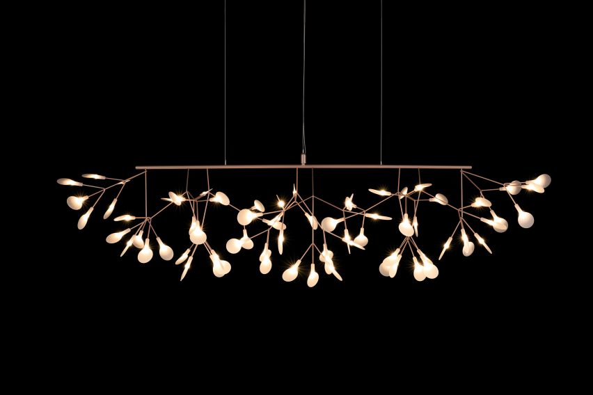 heracleum-III