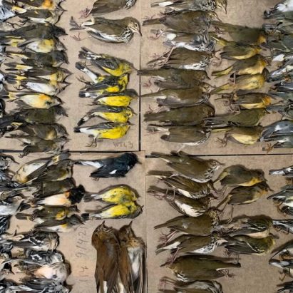 Commenter says the public “isn’t aware of billions of bird deaths caused by glass buildings”