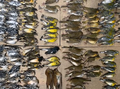 Bird carcasses collected from the World Trade Center after collisions