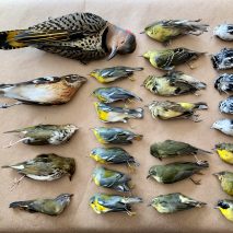 Bird carcasses collected from the World Trade Center after collisions